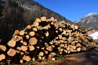 Image Bois de feu vert feuillus en grumes (hêtre, érable, frêne)